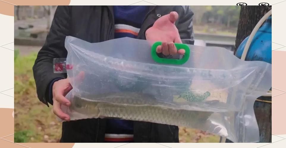 從化龍魚有哪些常見的烹飪方法？（從化龍魚（流溪娟魚））