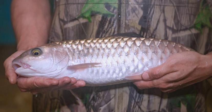 從化龍魚有哪些常見的烹飪方法？（從化龍魚（流溪娟魚））