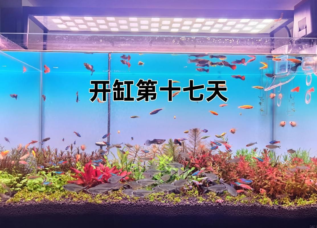 虎斑恐龍魚闖缸法具體怎么做？（關(guān)于虎斑恐龍魚闖缸的一些建議）