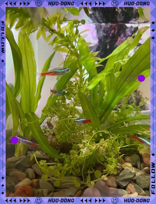 虎斑恐龍魚闖缸法具體怎么做？（關(guān)于虎斑恐龍魚闖缸的一些建議）