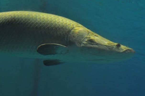 給我一些高清的水龍魚圖片（高清水龍魚圖片）