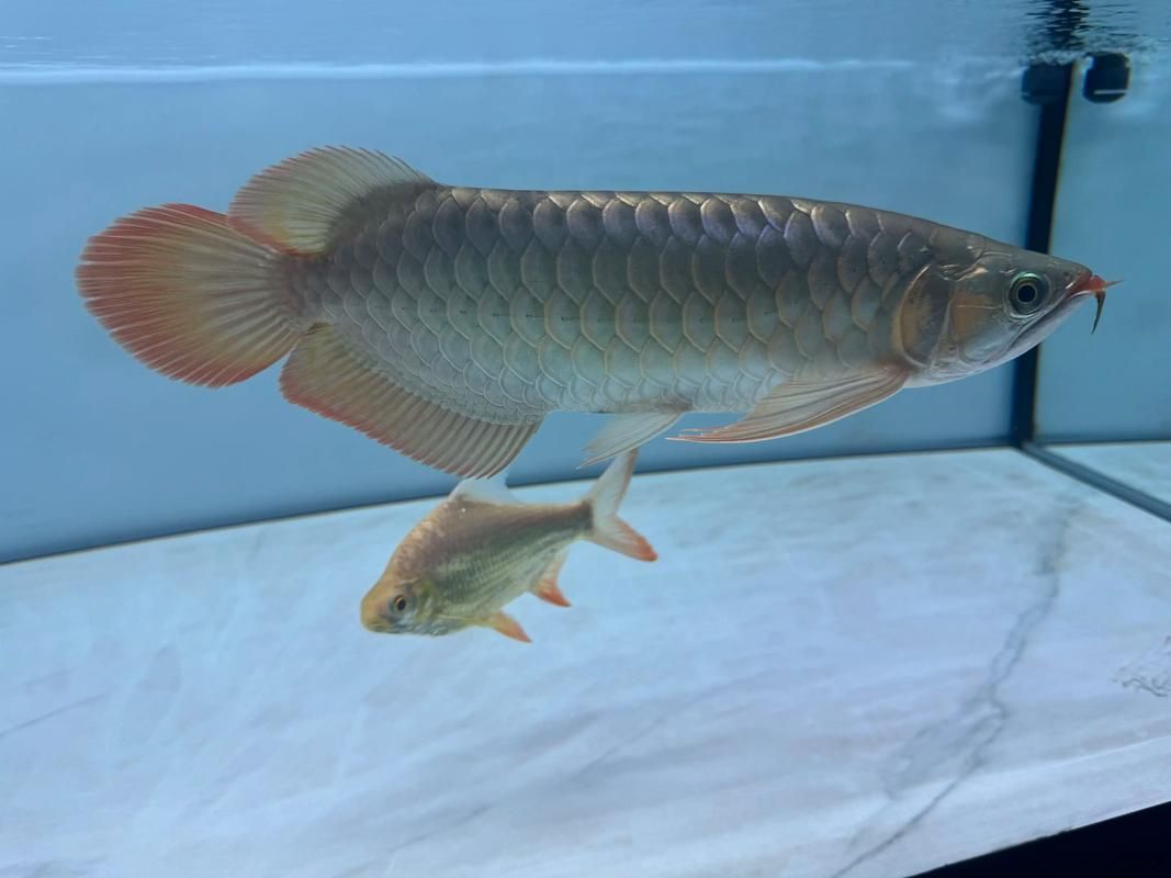 給我一些高清的水龍魚圖片（高清水龍魚圖片）