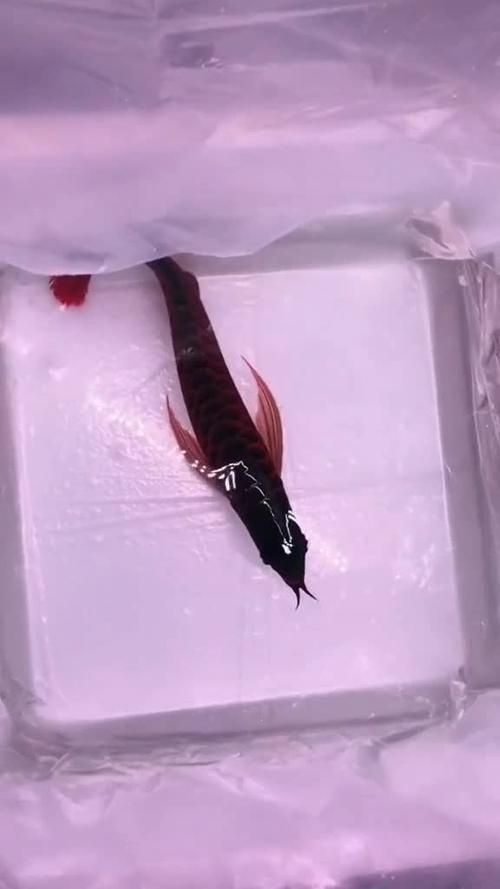 龍魚等級區(qū)分圖解（關(guān)于龍魚等級劃分）