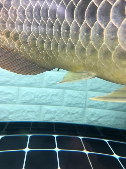 龍魚吃活泥鰍后多久會排出？（用戶要求詳解龍魚吃活泥鰍后多久會排出，且明確要求1000字和配圖）