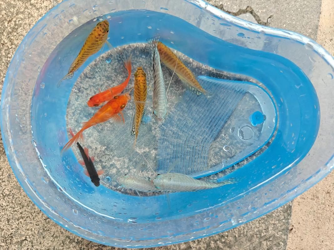 萬龍魚有哪些品種和顏色？（萬龍魚的價格是多少？）