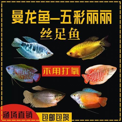 萬龍魚有哪些品種和顏色？（萬龍魚的價格是多少？）