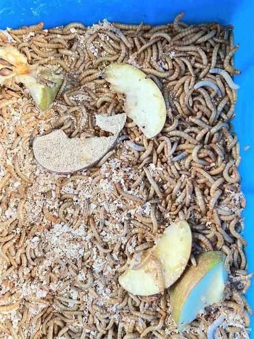 韶關有哪些適合龍魚的餌料？（關地區適合龍魚的餌料種類豐富韶關龍魚喂食周計劃表）