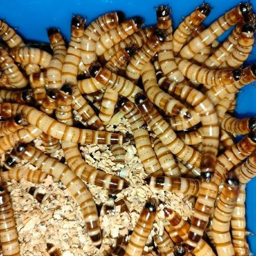 韶關有哪些適合龍魚的餌料？（關地區適合龍魚的餌料種類豐富韶關龍魚喂食周計劃表）