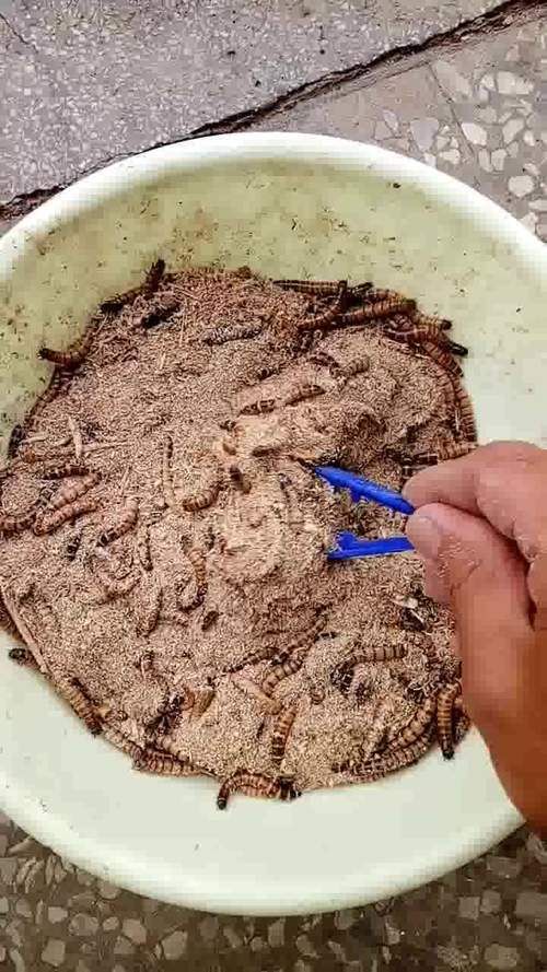 韶關有哪些適合龍魚的餌料？（關地區適合龍魚的餌料種類豐富韶關龍魚喂食周計劃表）