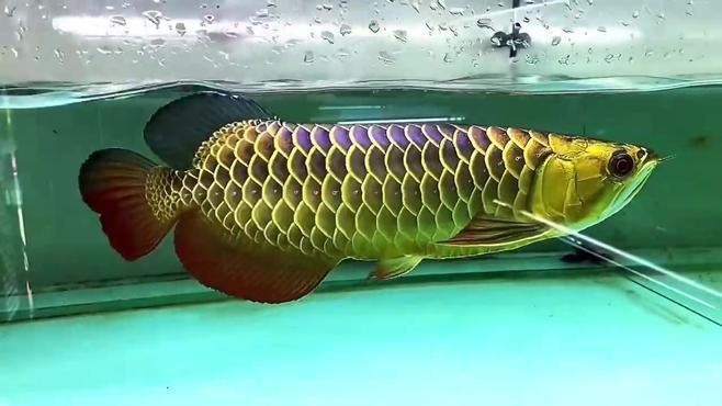 紫底過背金龍魚有哪些經典品系？（如何鑒別紫底過背金龍魚的真偽？）