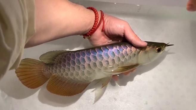 紫底過背金龍魚有哪些經典品系？（如何鑒別紫底過背金龍魚的真偽？）