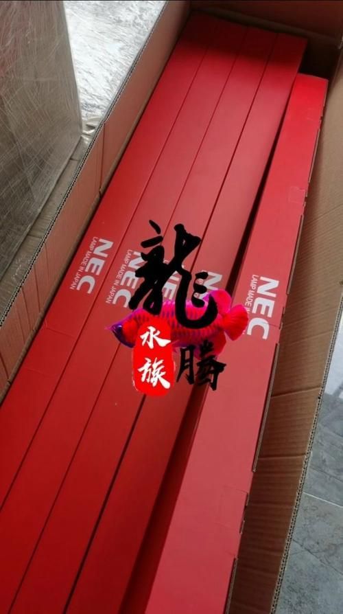 哪個(gè)品牌的NEC龍魚燈性價(jià)比最高？（nec龍魚燈哪個(gè)牌子好？）
