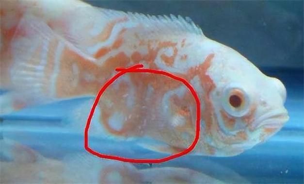 如何判斷金龍魚是否感染疾病？（如何判斷金龍魚是否感染疾病）