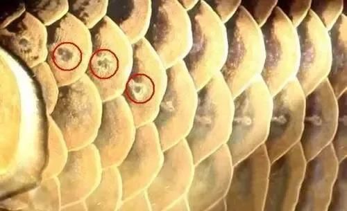 如何判斷金龍魚是否感染疾?。浚ㄈ绾闻袛嘟瘕堲~是否感染疾?。?></span><br><span id=