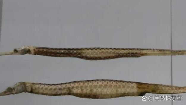 哪些品種的海龍魚受法律保護？（2021年新版《國家重點保護野生動物名錄》對海龍魚的保護政策）