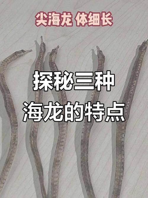 哪些品種的海龍魚受法律保護？（2021年新版《國家重點保護野生動物名錄》對海龍魚的保護政策）