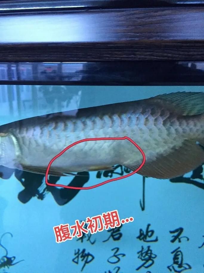 如何判斷龍魚爛鰭爛尾的嚴重程度？（如何判斷龍魚爛鰭爛尾的嚴重程度）
