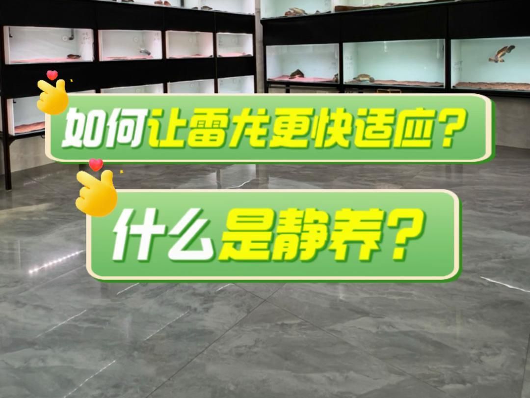 龍魚適應(yīng)新缸后多久可以正常活動？（如何判斷龍魚是否適應(yīng)新缸？）