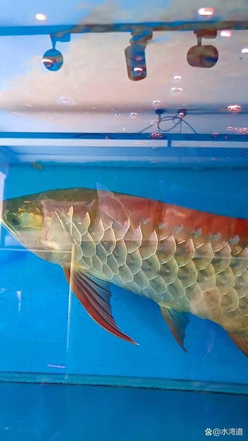 如何預防金龍魚立鱗??？（富媒體組件查詢金龍魚立鱗病預防全攻略（1000字圖文詳解））