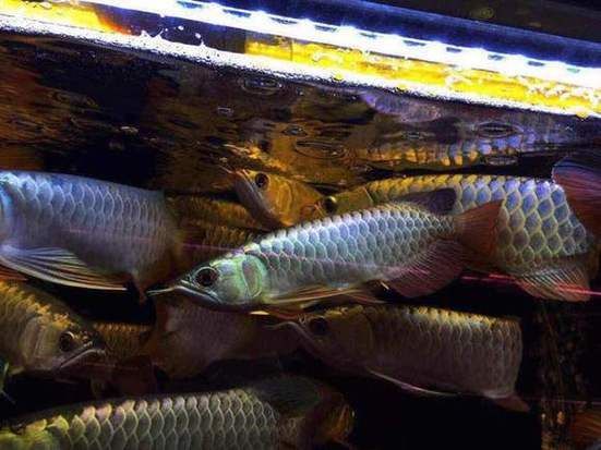 立達龍魚有哪些知名品種？（立達漁場最具代表性的5種魚品種）