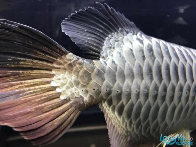 立達龍魚有哪些知名品種？（立達漁場最具代表性的5種魚品種）