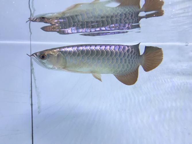 立達龍魚有哪些知名品種？（立達漁場最具代表性的5種魚品種）