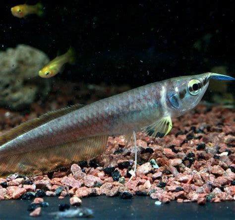 龍魚黑鱗（關(guān)于龍魚黑鱗的詳細(xì)解析）