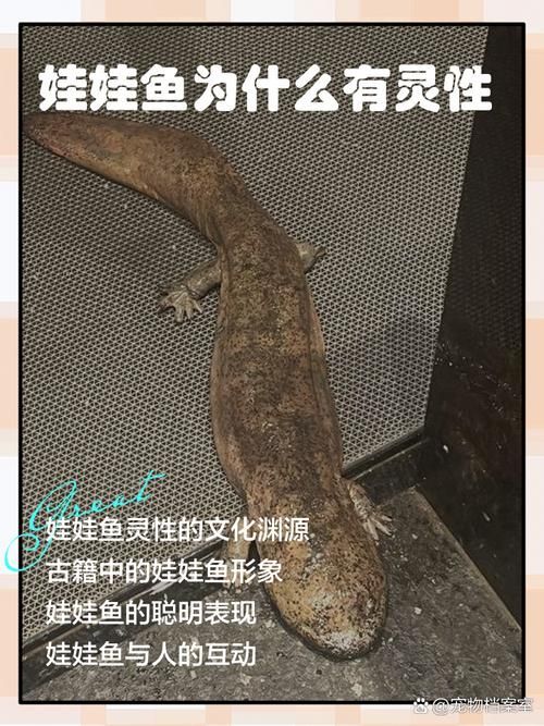 九華山有哪些與龍魚相關的傳說？（九華山與龍魚相關的傳說）