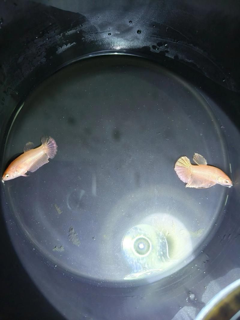 龍魚和泰國(guó)鯽的繁殖行為有何不同？（魚和泰國(guó)鯽的繁殖行為）