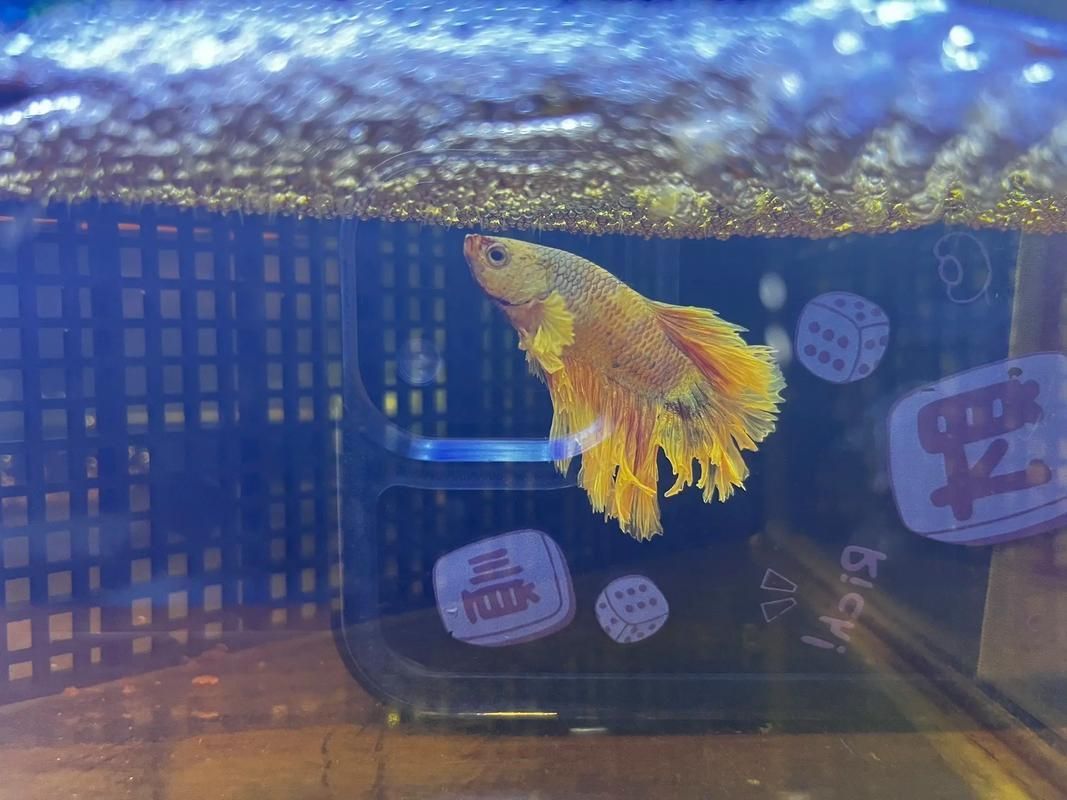 龍魚和泰國(guó)鯽的繁殖行為有何不同？（魚和泰國(guó)鯽的繁殖行為）