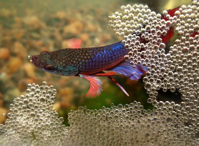 龍魚和泰國(guó)鯽的繁殖行為有何不同？（魚和泰國(guó)鯽的繁殖行為）