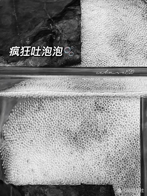 龍魚和泰國(guó)鯽的繁殖行為有何不同？（魚和泰國(guó)鯽的繁殖行為）