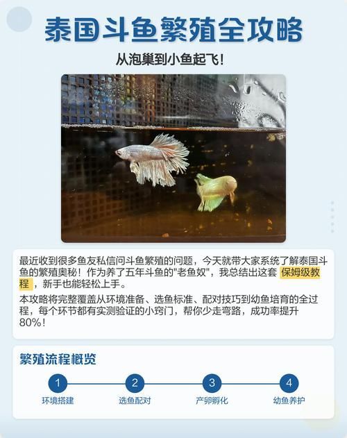 龍魚和泰國(guó)鯽的繁殖行為有何不同？（魚和泰國(guó)鯽的繁殖行為）