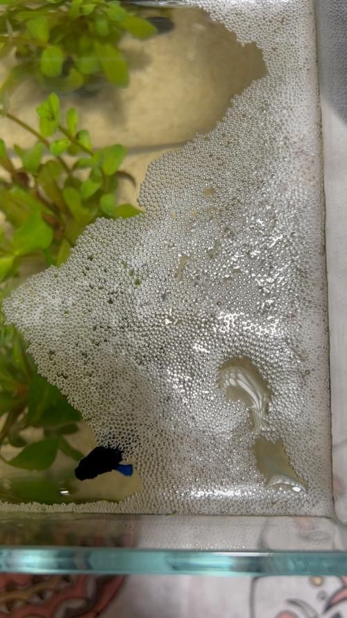 龍魚和泰國(guó)鯽的繁殖行為有何不同？（魚和泰國(guó)鯽的繁殖行為）