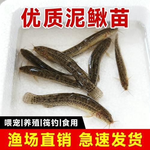 龍魚相克的食物有哪些具體例子（等病原體詳解龍魚相克食物）