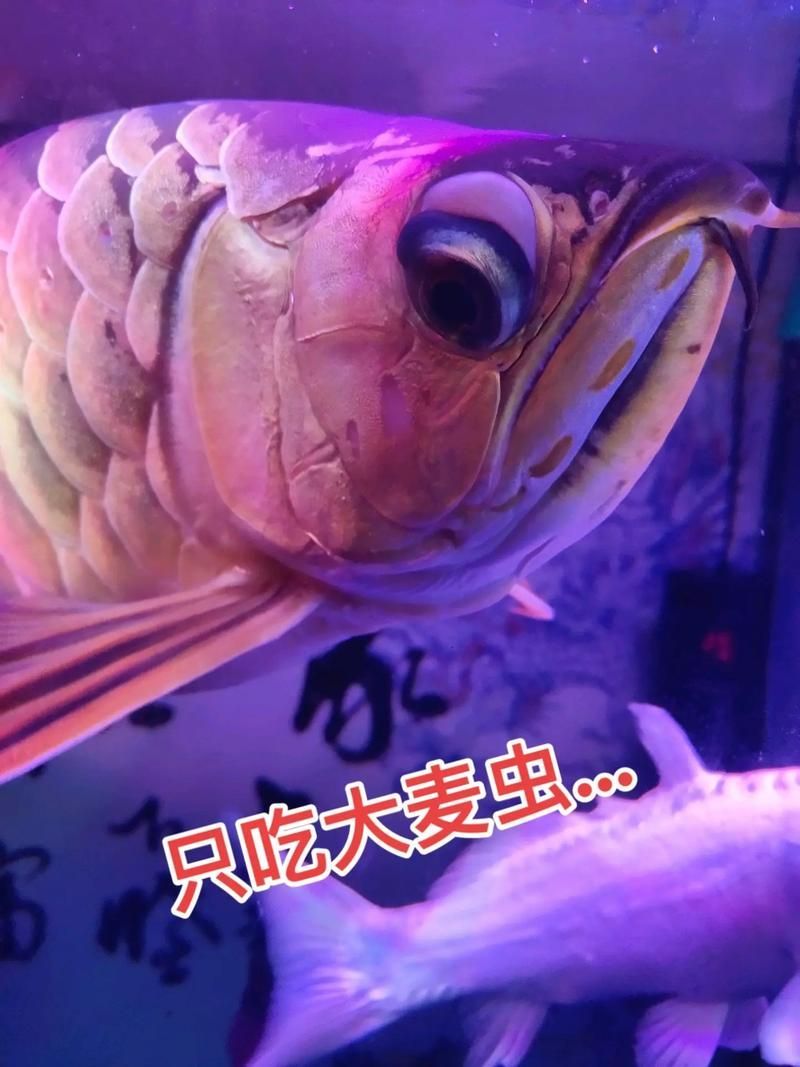 龍魚相克的食物有哪些具體例子（等病原體詳解龍魚相克食物）