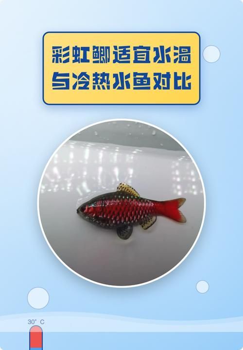 如何判斷魚缸水溫是否適宜？（——科學監測、魚缸水溫是否適宜）