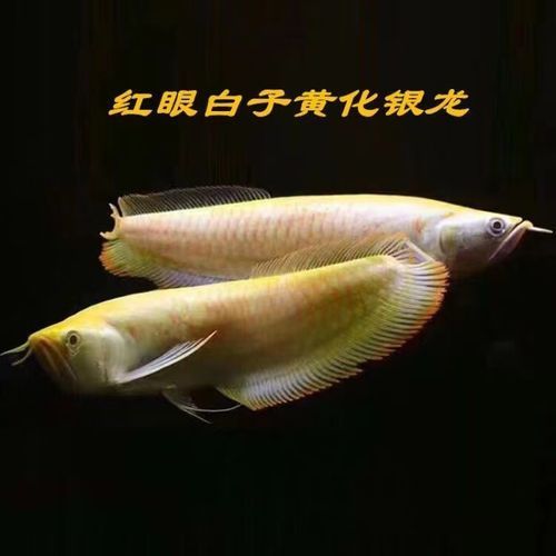 白子金龍魚的市場價格是多少？（白子金龍魚百度優(yōu)選推薦￥85五洲寵物用品專門店購買）