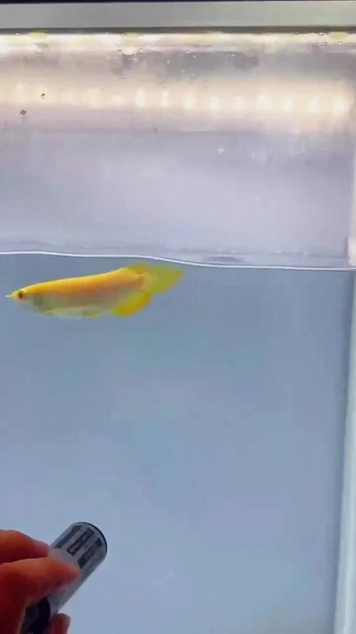 白子金龍魚的市場價格是多少？（白子金龍魚百度優(yōu)選推薦￥85五洲寵物用品專門店購買）