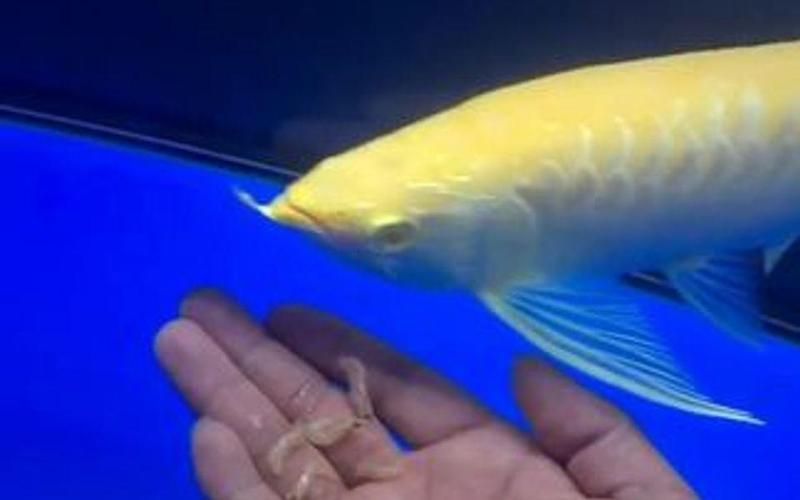 白子金龍魚的市場價格是多少？（白子金龍魚百度優(yōu)選推薦￥85五洲寵物用品專門店購買）