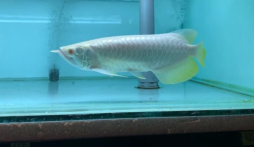 白子金龍魚的市場價格是多少？（白子金龍魚百度優(yōu)選推薦￥85五洲寵物用品專門店購買）