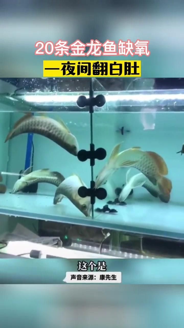 金龍魚不停張嘴是缺氧嗎？（金龍魚不停張嘴是缺氧還是生病金龍魚不停張嘴如何處理）