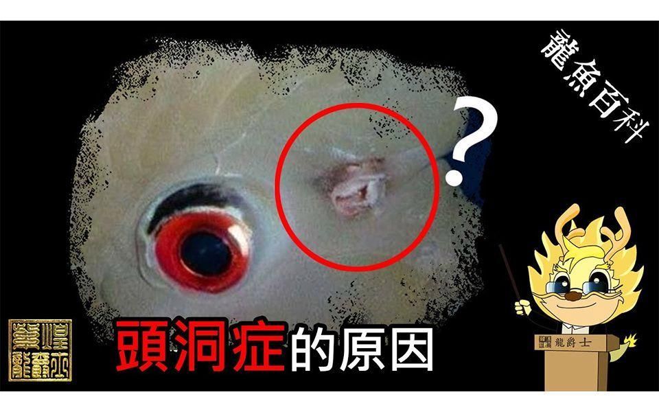 龍魚吃面包蟲會得頭洞嗎？（龍魚吃面包蟲會得頭洞嗎，）
