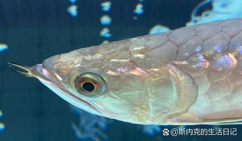 龍魚吃面包蟲會得頭洞嗎？（龍魚吃面包蟲會得頭洞嗎，）