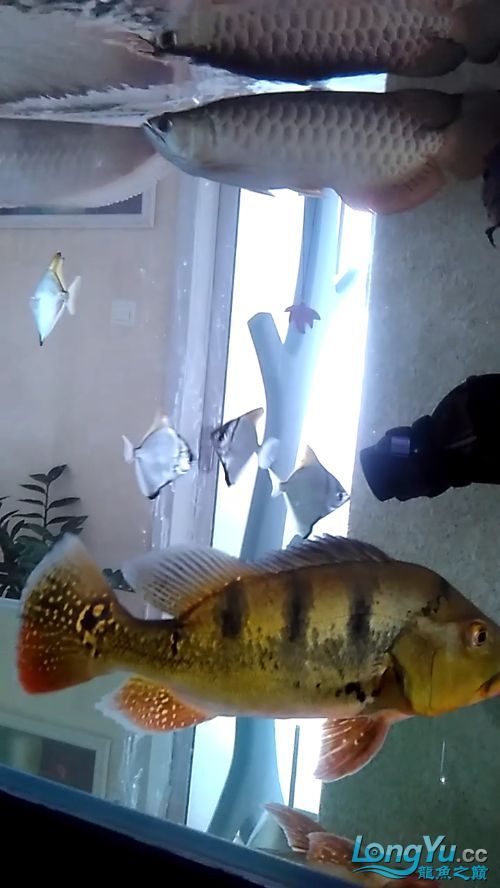 黃鰭鯧和龍魚混養(yǎng)需要多大的魚缸？（黃鰭鯧與龍魚混養(yǎng)）