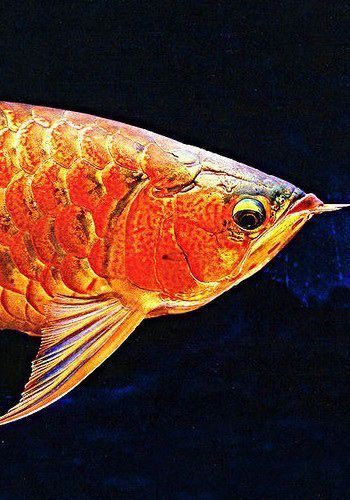 花都龍魚有哪些知名品種？（花都龍魚品種對(duì)照表，花都龍魚的價(jià)格范圍和價(jià)格區(qū)間）