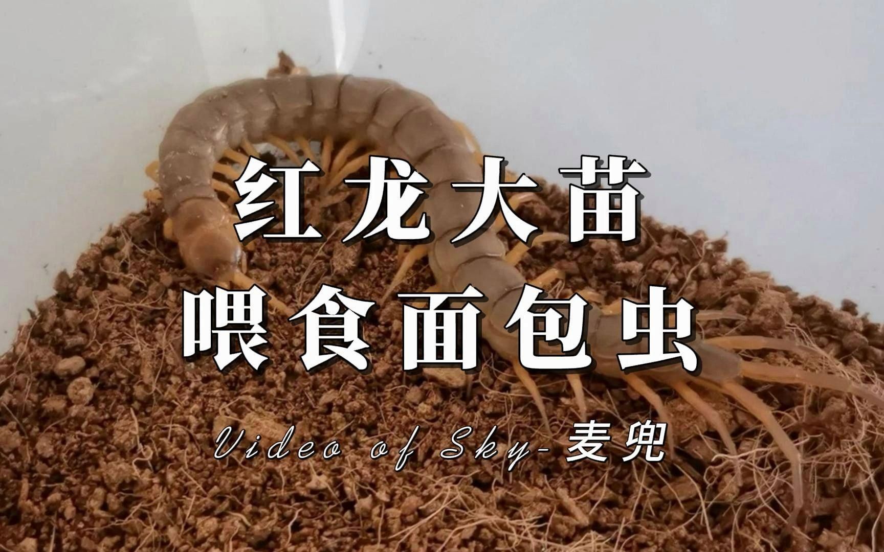 如何安全地投喂面包蟲給龍魚？（如何安全地投喂面包蟲給龍魚）