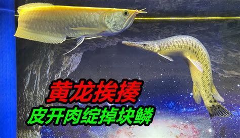 如何判斷龍魚下頜是否骨折？（如何判斷龍魚（arowana）下頜是否骨折）