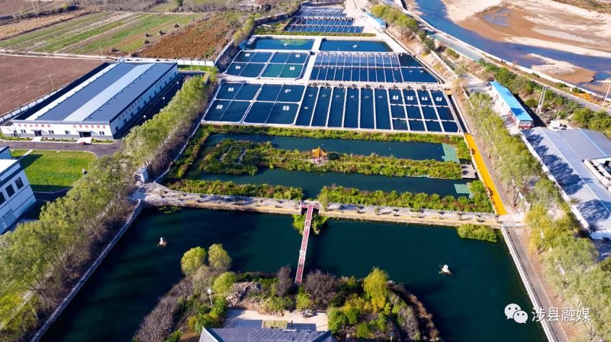 涉縣龍魚的市場價格是多少？（河北涉縣龍魚市場價格與價格對照表，如何辨別龍魚的品質）