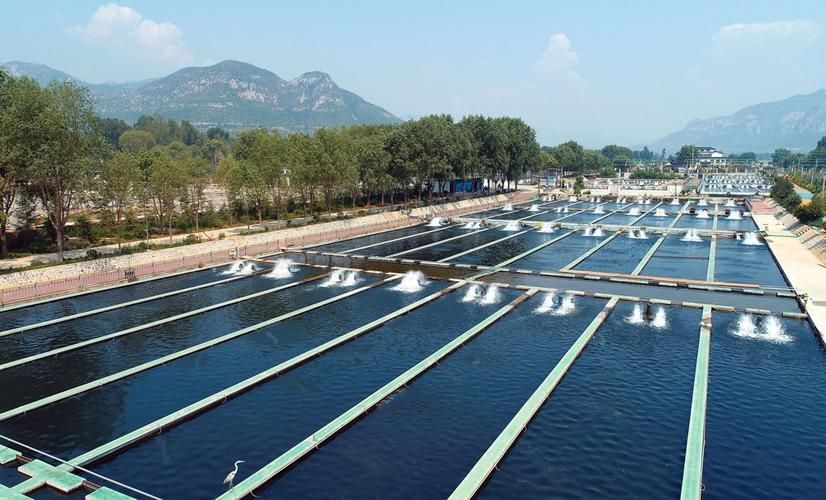 涉縣龍魚的市場價格是多少？（河北涉縣龍魚市場價格與價格對照表，如何辨別龍魚的品質）